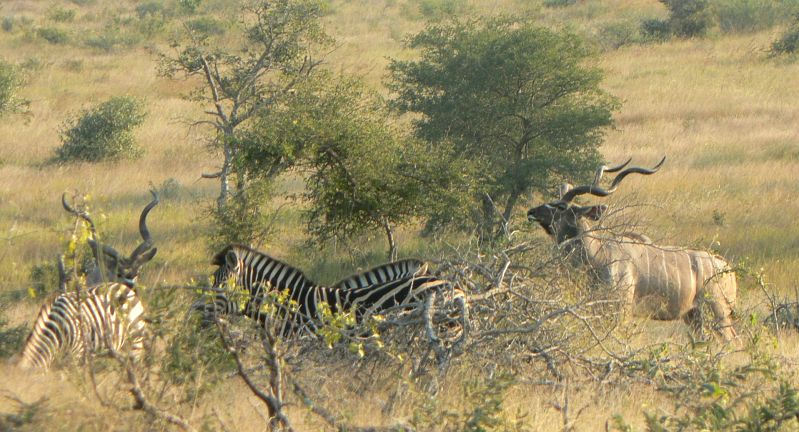 JAR 181_zeb_sroub.JPG - Kudu kamarádící se s zebrami.